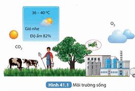 Nhân Tố Vô Sinh Của Môi Trường Là Gì